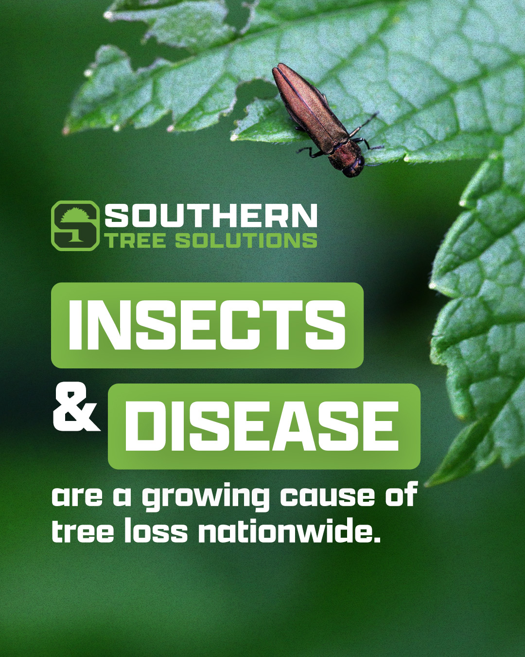 Insects like borers and beetles eat away at a tree’s core, while disease weakens it from the inside out. Help stop trouble before it spreads with our regular evaluations.