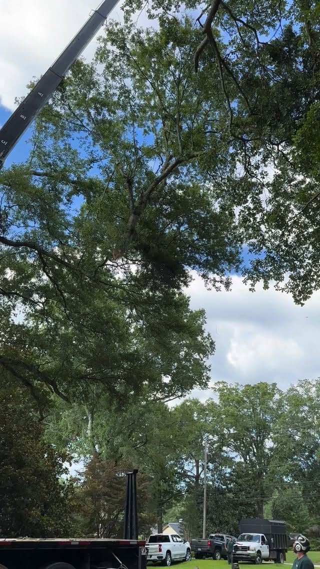 When a tree comes down, there’s no room for error. The right team works safely, precisely, and with full control from start to finish.